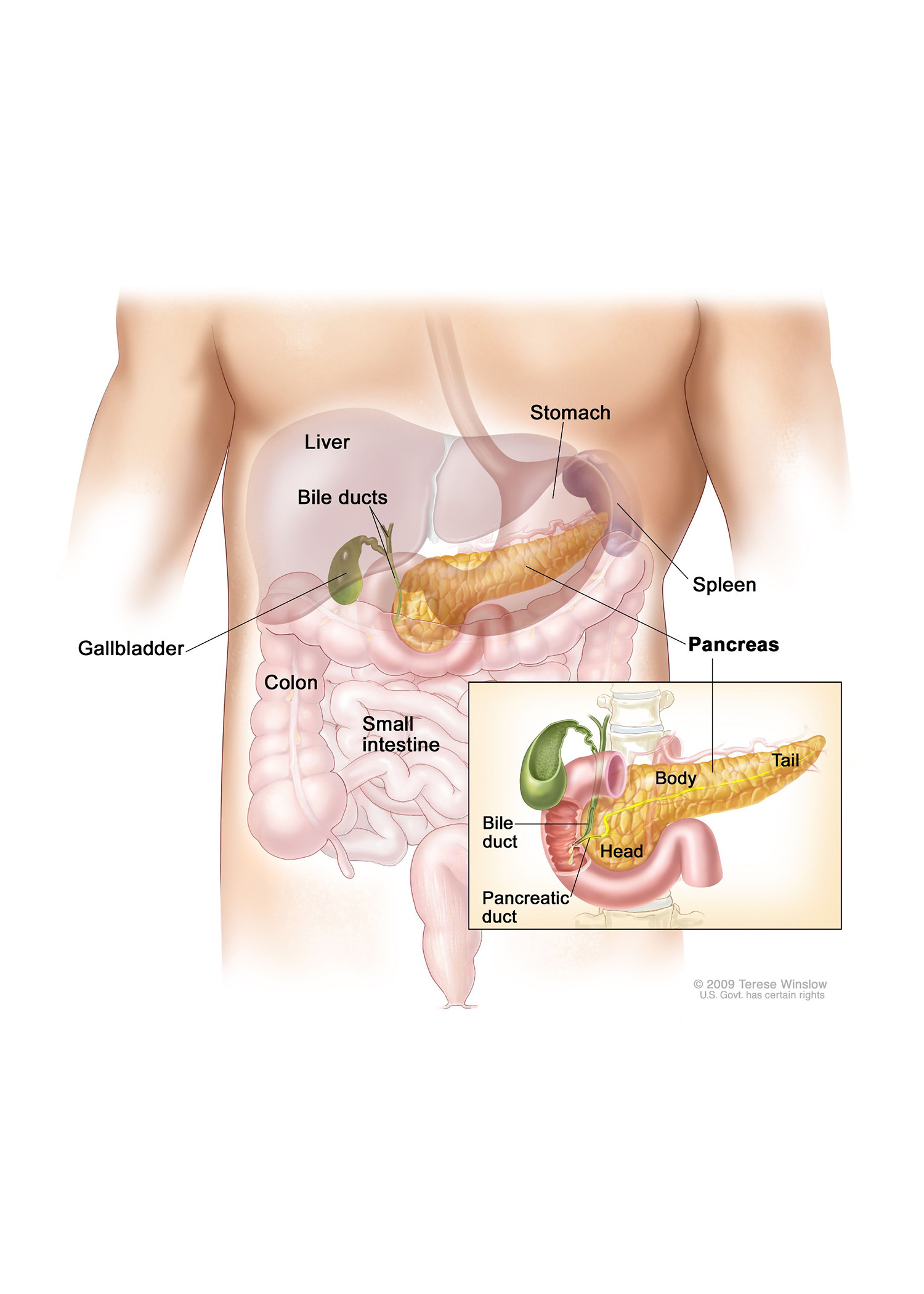 Pancreas Illustration