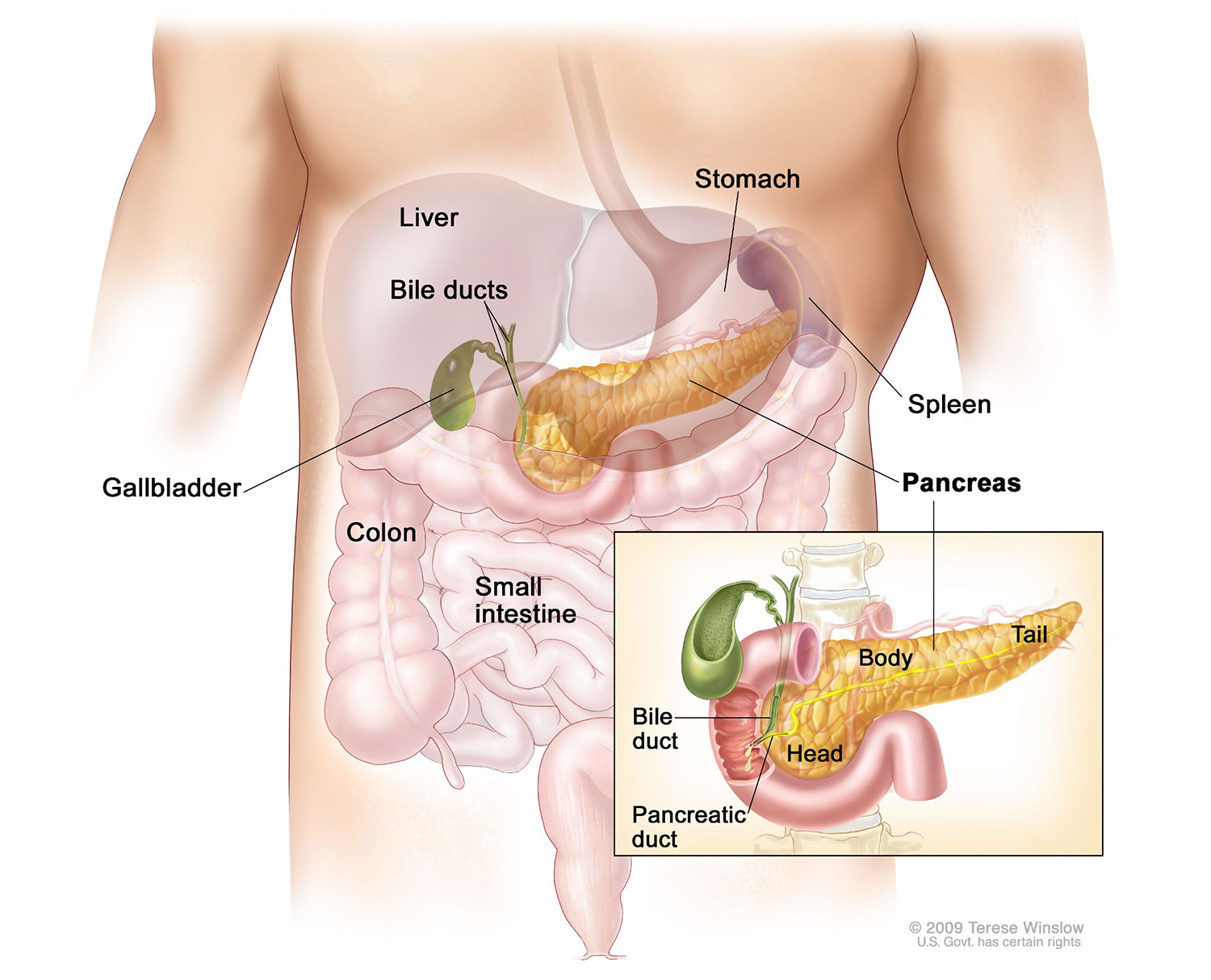 Pancreas Illustration